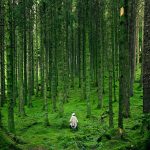Forest Bathing – 5 Things You Didn’t Know